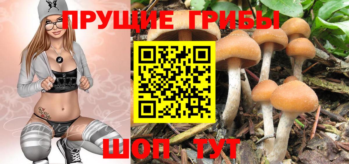 Туапсе  Псилоцибиновые грибы Psilocybe  Вход с VPN  Галлюциногенные грибы Psilocybe 